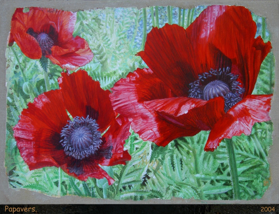 Papavers